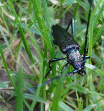 Kafer Im Garten Tierwelt Und Events