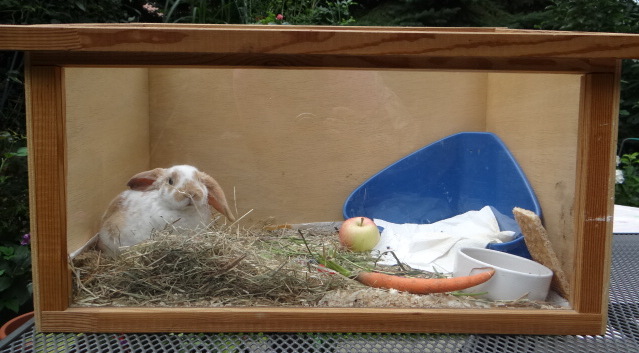 Kennenlernen kaninchen