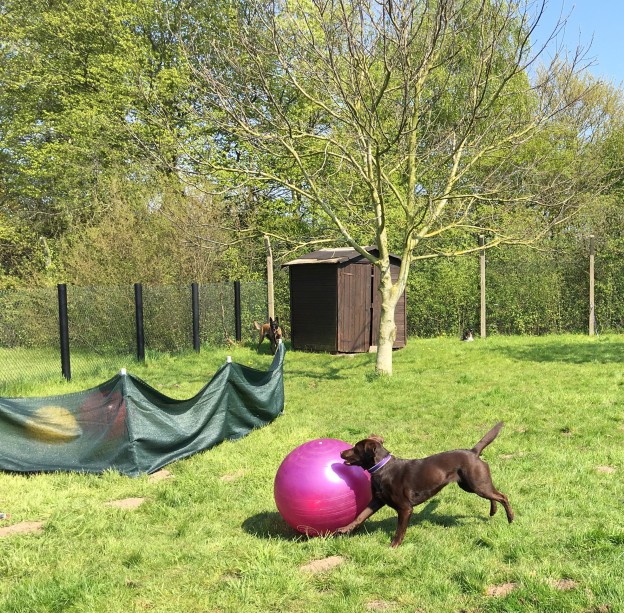 Labrador beim Treibball
