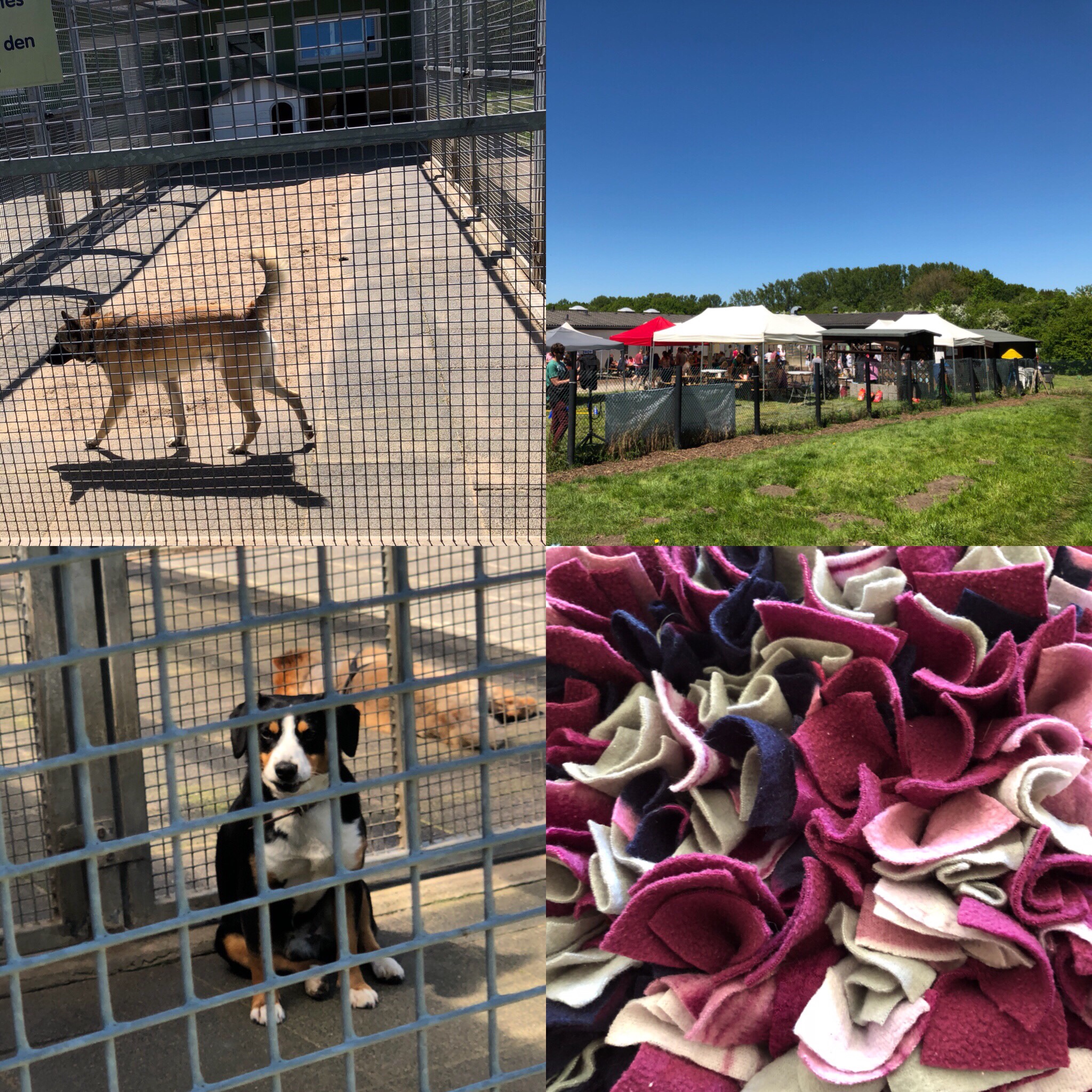 tierheim herford hunde